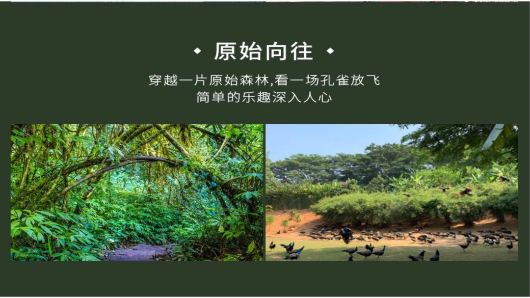 云南-昆版纳六天五晚(图15)