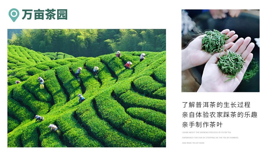 云南-昆版纳六天五晚(图16)